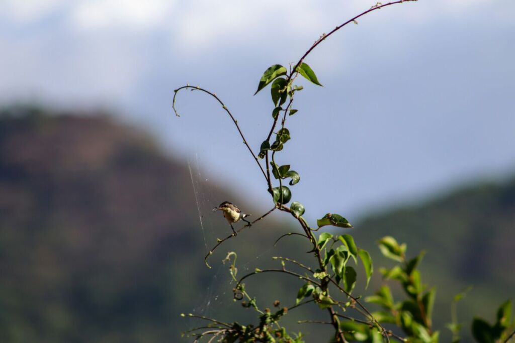 Une balade nature à la découverte des oiseaux en plein Strasbourg
