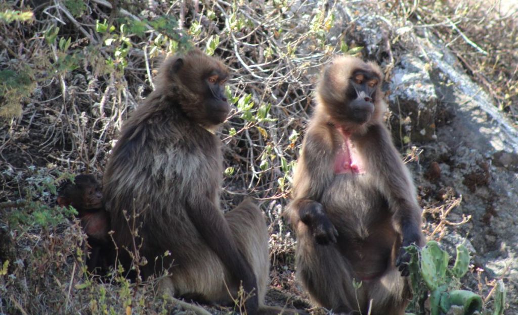 Préserver la santé de la faune sauvage avec Ceva Wildlife Research Fund