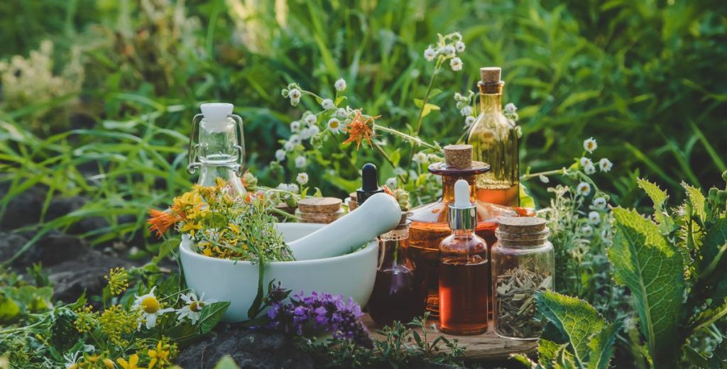 Plantes médicinales : guide pratique pour débuter sans risque