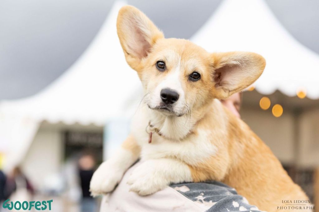 Le festival canin Woofest met à l’honneur nos toutous préférés