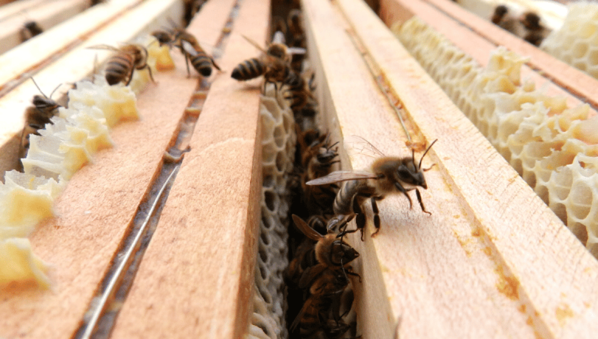 Un toit pour les abeilles