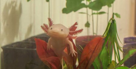 L’axolotl serait-il l’avenir de l’Homme ?