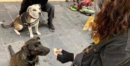 Une bénévole nourrit un chien