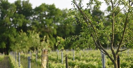 Agroforesterie au Domaine Emile Grelier (Gironde)