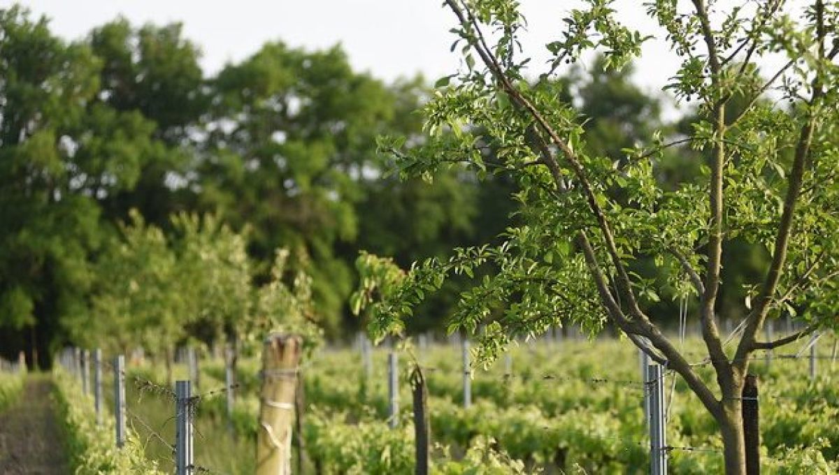 Agroforesterie au Domaine Emile Grelier (Gironde)