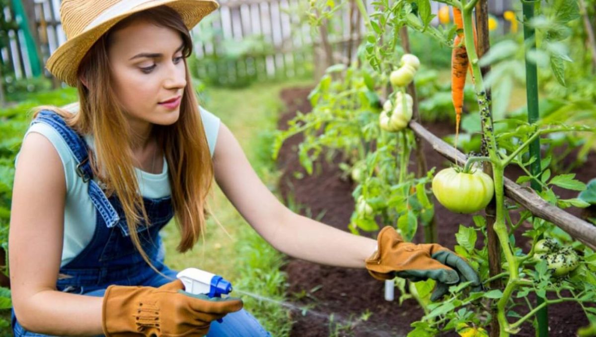 Jardinière qui arrose ses plantes
