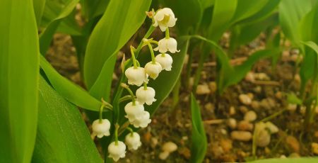 muguet