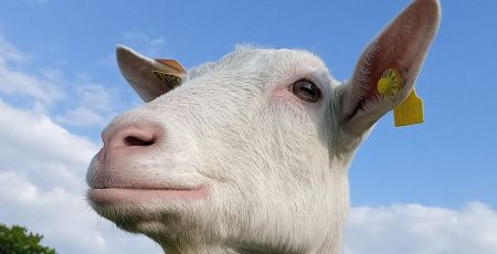une nouvelle ferme pédagogique itinérante aux portes du Morvan