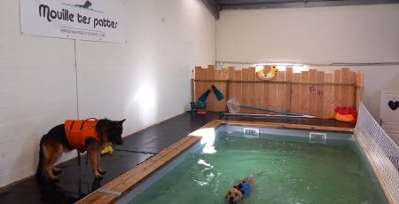 Deux chiens se baignent dans la piscine Mouille tes pattes