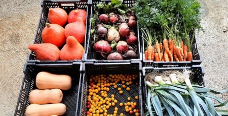 Six cagettes de beaux légumes sont posées au sol avec des courges, carottes, tomates et poireaux.