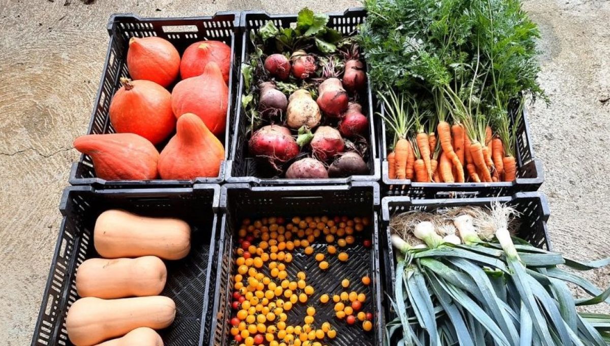 Six cagettes de beaux légumes sont posées au sol avec des courges, carottes, tomates et poireaux.