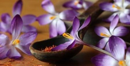 Gestion du stress : et si la réponse était dans les plantes ?
