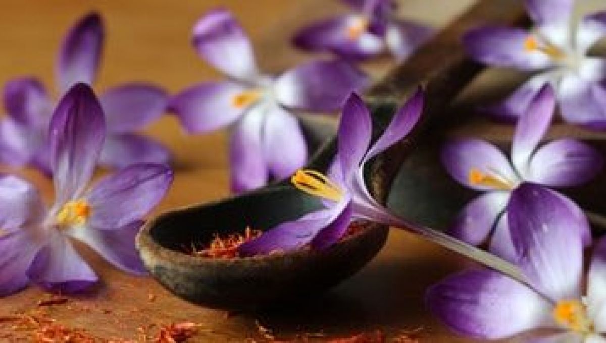 Gestion du stress : et si la réponse était dans les plantes ?
