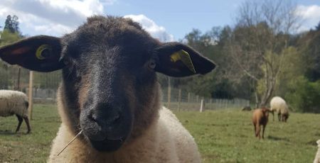 Gros plan sur un mouton, au second plan d'autres pâturent sous un ciel bleu azur