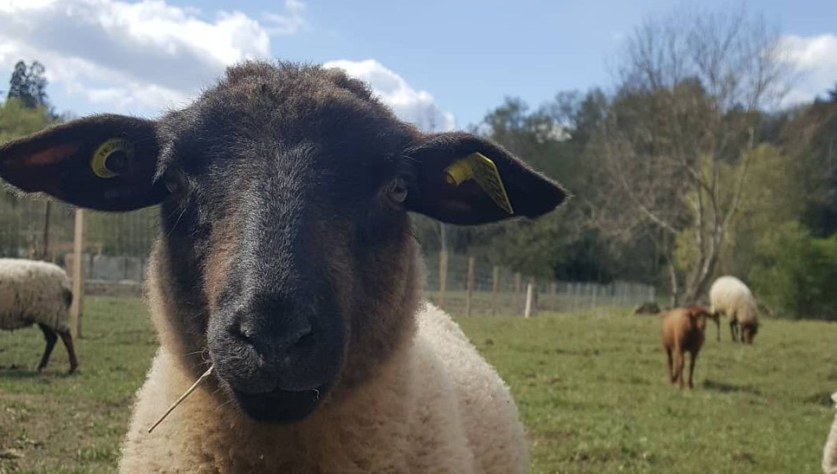 Gros plan sur un mouton, au second plan d'autres pâturent sous un ciel bleu azur