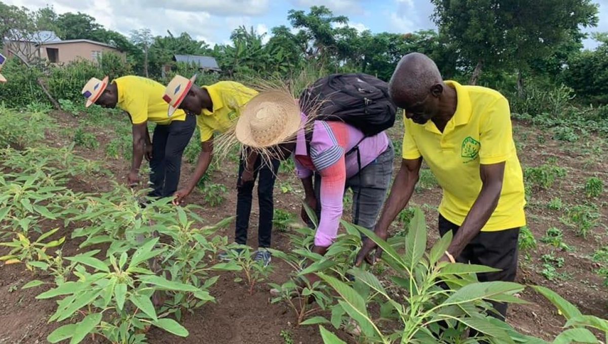 Quatre haïtiens surveillent la qualité des plantations (DR/Haïti En Vie)