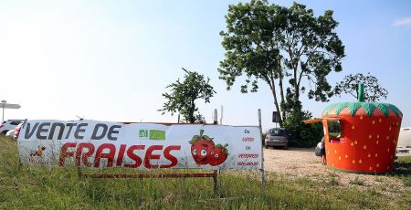 Sur la gauche, une banderole annonce "vente de fraises". Sur la droite, une fraise de deux mètres de haut se dresse, c'est le point de vente. Tout cela sous le Soleil en Alsace.