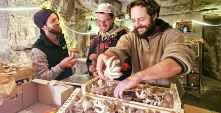 Trois trentenaires au fond de leur champignonnière face à des cageots remplis de pleurotes.