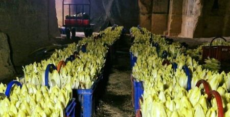 Des endives dans la pénombre d'une champignonnière.