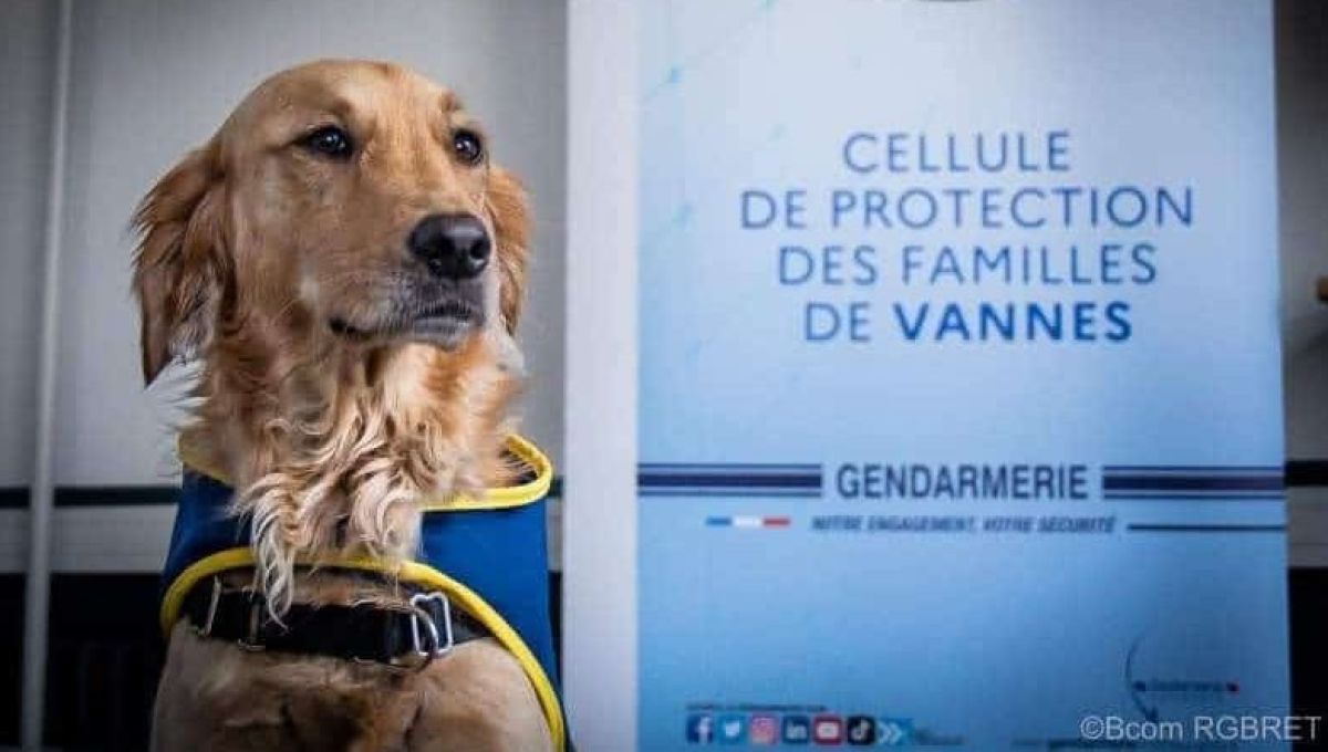 chien assistance judiciaire