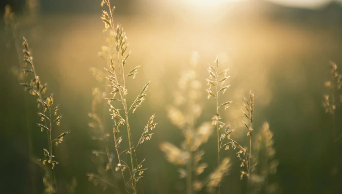 AG_NATURE.jpeg