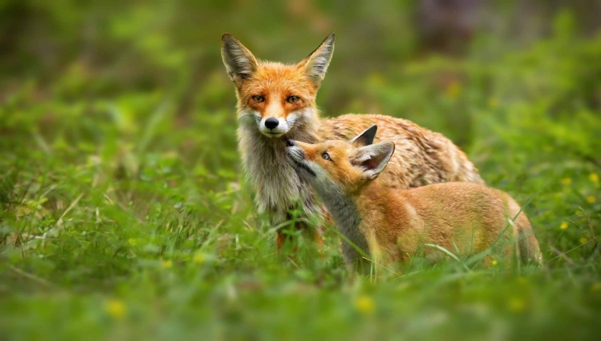 WildMedia