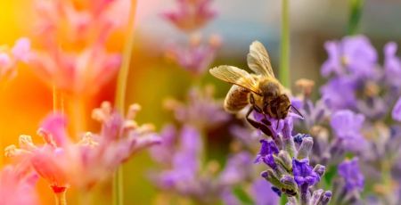Abeille.JPG