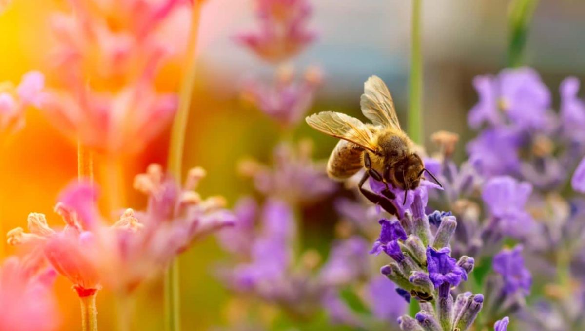 Abeille.JPG