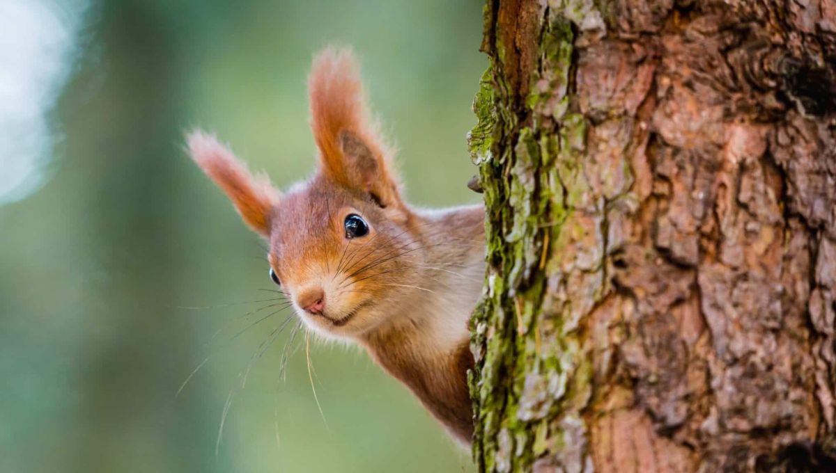 écureil derrière un arbre