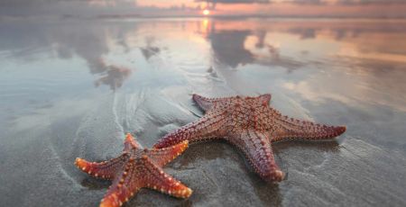 étoiles de mer