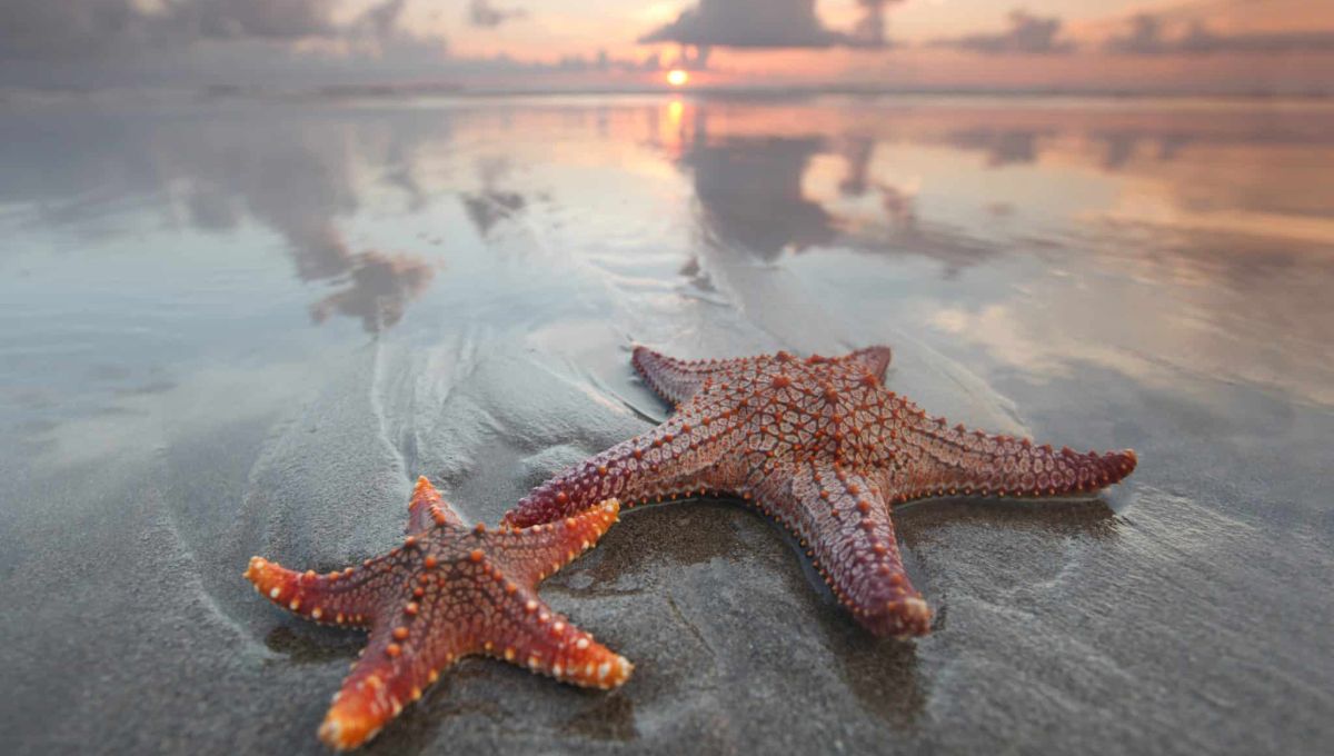 étoiles de mer