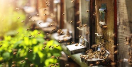 Noël : pourquoi ne pas devenir marraine ou parrain d’une ruche ?