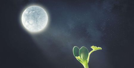plante sol lunaire