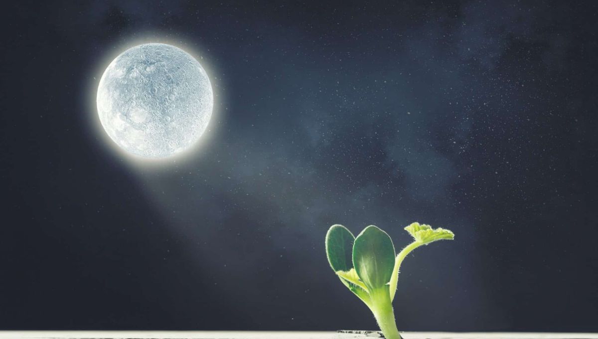 plante sol lunaire