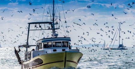 Retour de pêche d'un chalutier.
