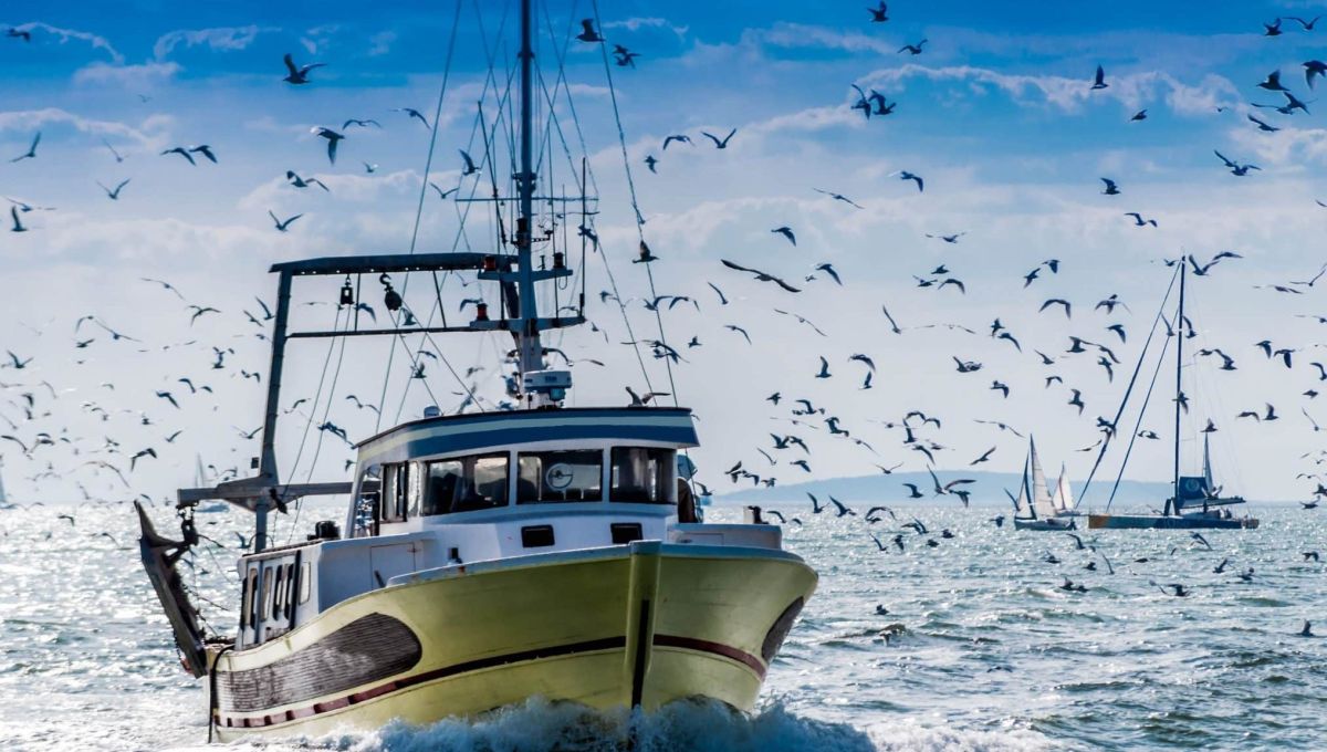 Retour de pêche d'un chalutier.
