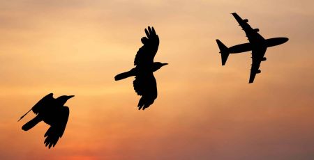 Le vol d'oiseaux