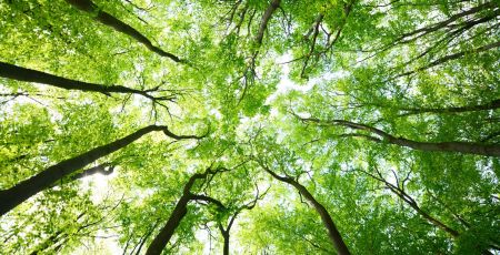 arbres