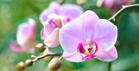 Une orchidée.