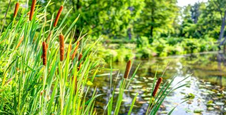 Bretagne : des roseaux pour assainir ses eaux usées