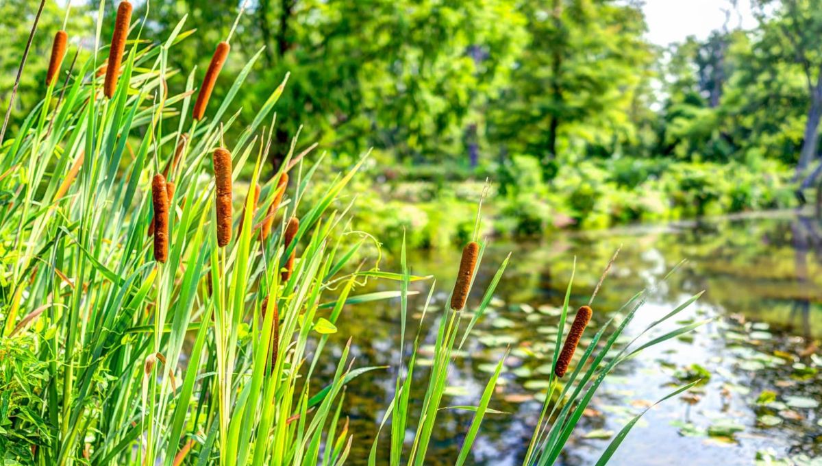 Bretagne : des roseaux pour assainir ses eaux usées