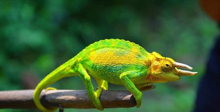 Un caméléon de jackson sur une branche.