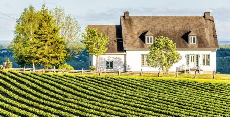 vigne vignoble Québec