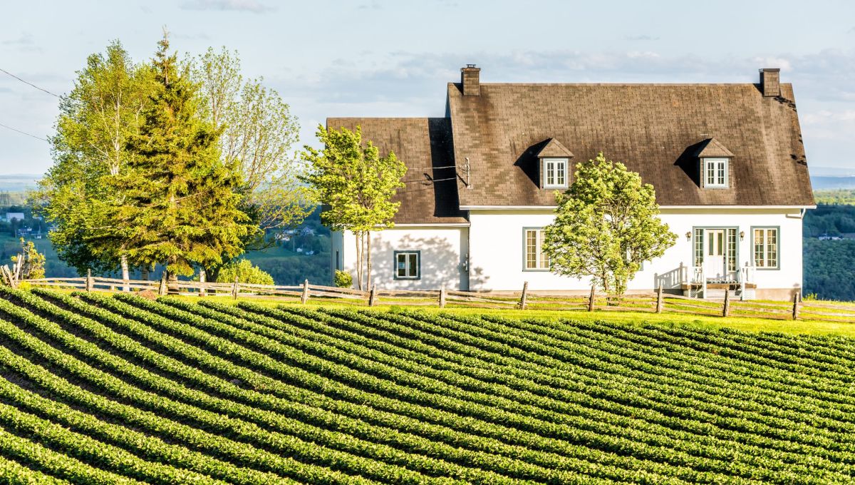 vigne vignoble Québec