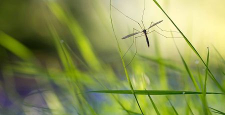 Pourquoi il ne faut pas tuer les moustiques ?