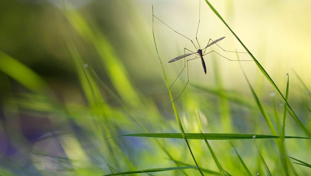 Pourquoi il ne faut pas tuer les moustiques ?