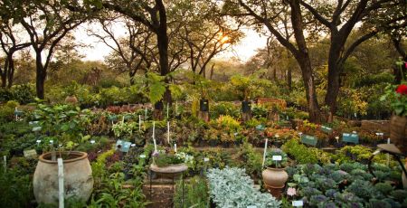 Un jardin en permaculture, à l'ombre des arbres, avec au loin un soleil couchant