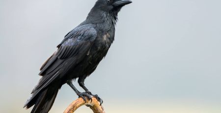 Piotr Krzeslak/Adobe Stock