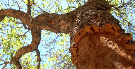 Le liège matériau naturel : des avantages dans de multiples domaines