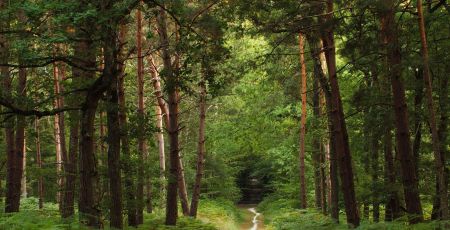 foret